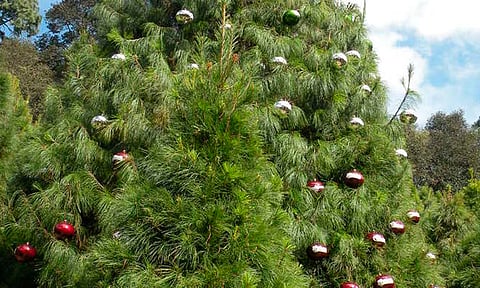 Vecinos tapan registro abierto con árbol de navidad en Monterrey