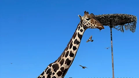 Jueza ordena el traslado de la Jirafa Benito al Africam Safari de Puebla