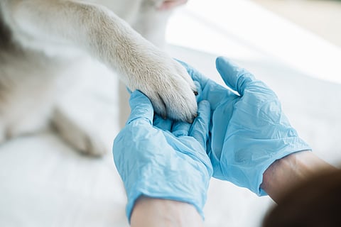 Un paso hacia adelante, decreto que promueve creación de clínicas veterinarias públicas: especialista