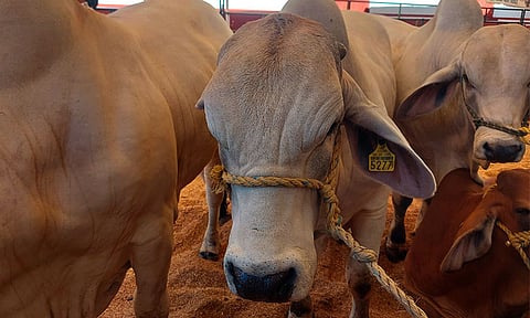 Michoacán aumenta 50 % el apoyo a compradores de ganado