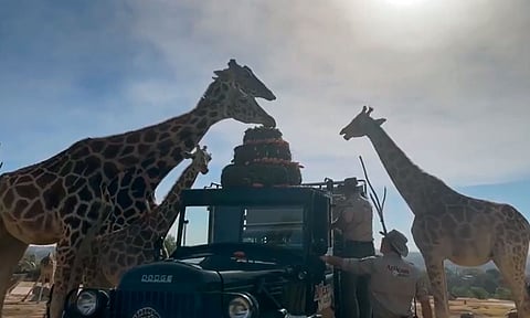 Nueva familia de Benito lo recibe con pastel de zanahorias; así fue el encuentro