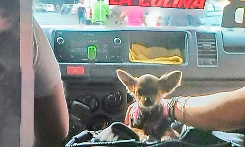 Chofer de combi en Morelia lleva perrito copiloto y enternece a usuarios