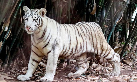 Una tigresa de Bengala blanca, la nueva integrante en el zoo de Morelia