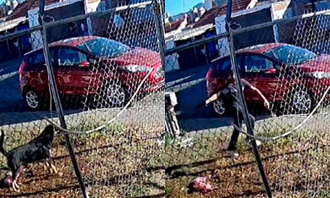 Jóvenes disparan contra perrito en Morelia