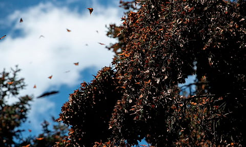 Disfruta el esplendor de la Mariposa Monarca en los bosques michoacanos