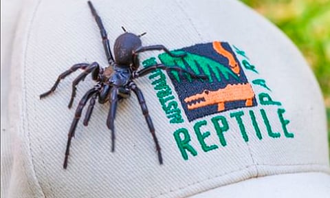 ¿Otra vez Australia? Encuentran la araña más grande y venosa del mundo