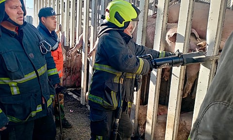 Vuelca tráiler con cientos de cerditos en la Mexiquense; varios murieron