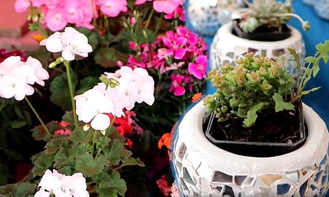 Habrá Feria de la Maceta en Michoacán