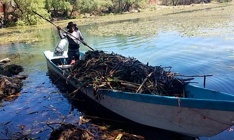 Retiran maleza acuática en la reserva ecológica de La Mintzita