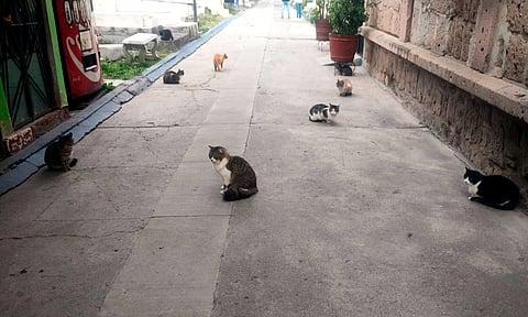 Esterilizan a gatitos que viven en el Panteón Municipal de Morelia