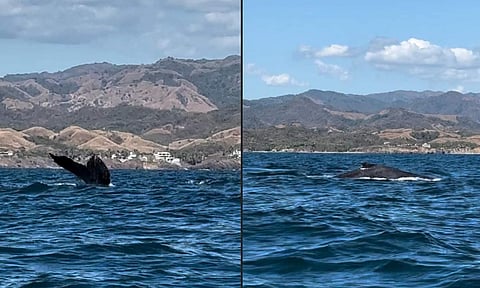 Captan a ballenas en Costa de Michoacán; ¿cuándo se pueden ver?