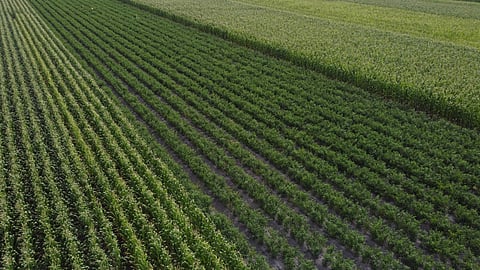 Michoacán, sin afectaciones en cultivos por bajas temperaturas: Sader
