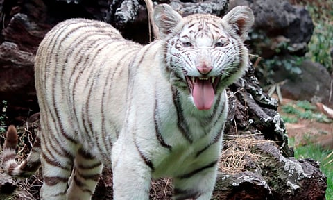 Visita este puente a la nueva tigresa de bengala en el Zoo Morelia