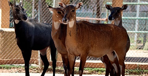 Exitoso, proyecto de repoblación del Zoológico de Morelia: Director