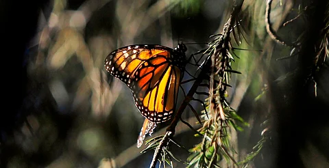 Visita la mariposa Monarca antes de que emprenda el vuelo de regreso