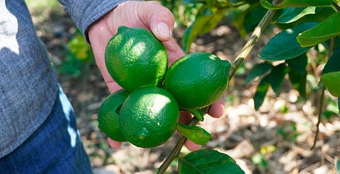 Sanidad vegetal, fundamental para control de plagas en cultivos de cítricos