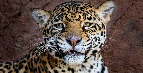 Llegan jaguares al zoo de Morelia para aparearse y preservar la especie