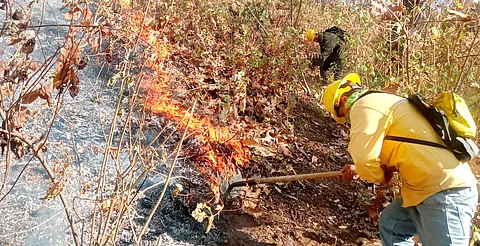 Atienden brigadas nuevo incendio forestal en cerro del Quinceo