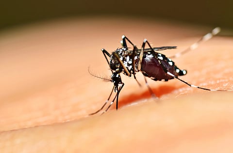 Conoce los 3 tipos de dengue, sus síntomas y cómo prevenirlo