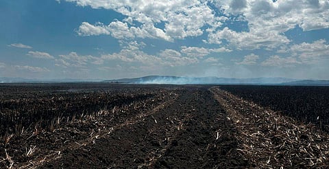 Incendio de tule en Lago de Cuitzeo, extinto casi a un 95%: PC Michoacán