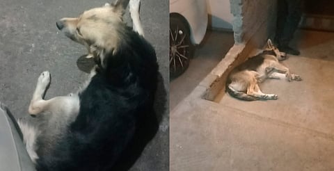 Confirman muerte de “Sony”, el perrito atropellado por un repartidor en la Leandro Valle