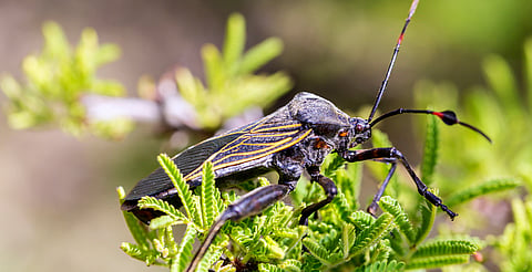 SSM diagnostica sin costo la enfermedad de Chagas