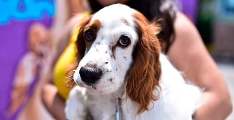 Inicia campaña de esterilización gratuita de lomitos y michis en Colegio de Morelia