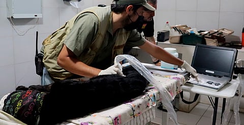 Enferman jaguar y guanacos del zoo de Morelia tras contacto con lodos contaminados