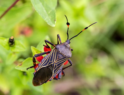 Detección temprana de enfermedad de Chagas, clave para prevenir nuevos casos: especialista