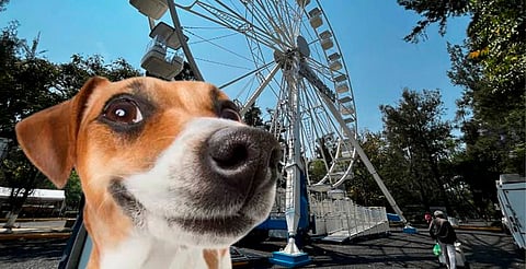 Serán bienvenidas las mascotas en el Festival Michoacán de Origen 2024