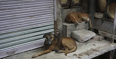 Feria de adopción de lomitos este domingo en Morelia; además, se aplicarán vacunas antirrábicas gratuitas