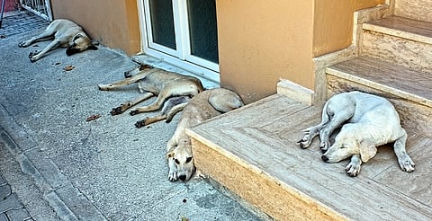 Mañana realizarán campaña de esterilización gratuita de lomitos y gatitos en el oriente de Morelia