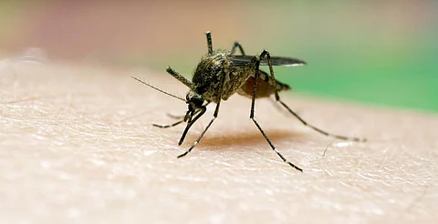 Morelia, libre de dengue: IMUSA