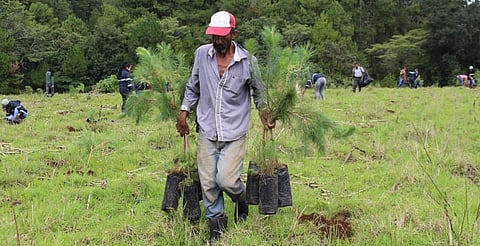 En Morelia se ha cumplido 80% de meta de reforestación del trienio: Medio Ambiente