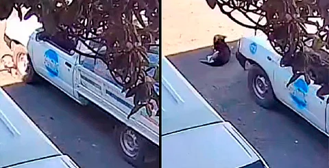 Despide purificadora de agua a distribuidor que atropelló a perrito en la Leandro Valle