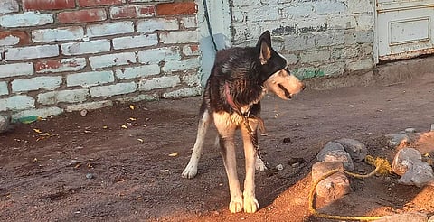 Rescata FGE a un ejemplar canino en condiciones de maltrato, en Apatzingán