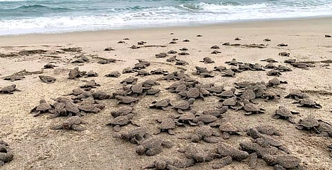 Se liberaron 2.4 millones de crías de tortuga marina en playas de Michoacán