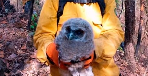 Rescatan un búho cornudo y una gallinita de monte en incendios forestales