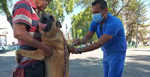 Mantiene en Morelia vacunación antirrábica gratuita