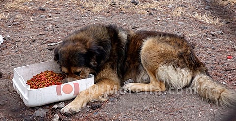 En esta temporada, aprende a detectar y prevenir golpes de calor en tus mascotas
