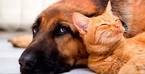 Protege a tus mascotas de la rabia; SSM vacunará este sábado en Morelia