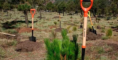 Morelia: convocan a labores para que árboles del cerro del Punhuato aprovechen lluvia