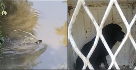 Policía de Morelia saca a perrita de un río y la lleva a resguardo