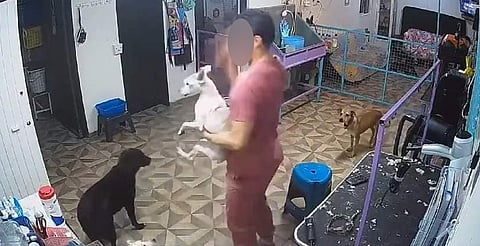Trabajador de estética golpea a perrito y muere; piden justicia