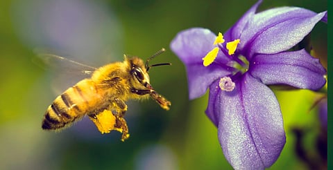 Día Mundial de las Abejas, principales polinizadoras del planeta