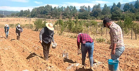 Reintroducen maíz nativo en cultivos de la Meseta Purépecha
