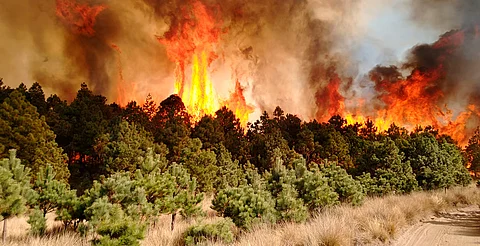 Aumentan a 629 incendios forestales en lo que va del 2024 en Michoacán