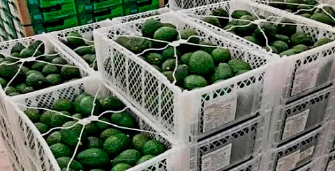 Roban más de 40 toneladas de aguacate en dos puntos de Michoacán