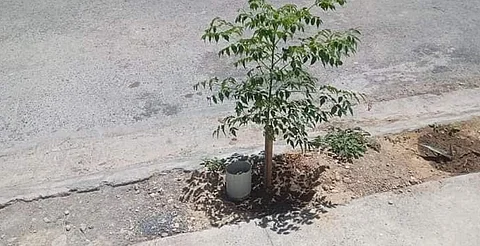 Morelia: plantar árboles en banquetas requiere Visto Bueno de SDUM
