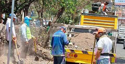 En Morelia, intensifican cuidado de árboles para combatir plagas